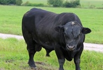 牛的常见病防治